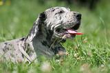 DOGUE ALLEMAND 404